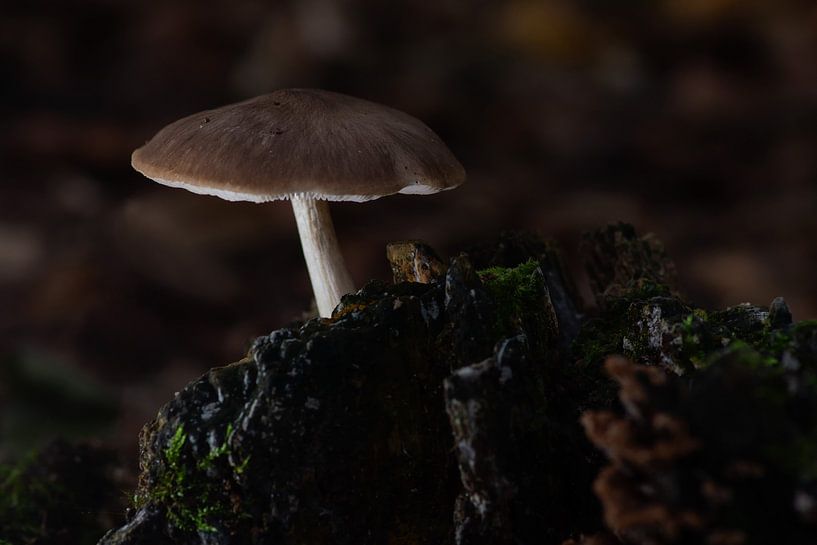 champignon commun des cervidés par Petra Vastenburg