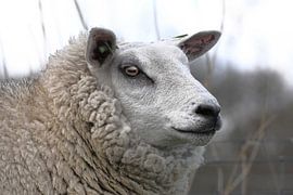 Sheep by Bauke Haitsma