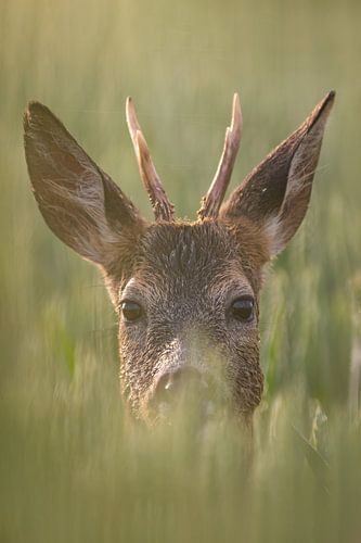 Jonge reebok staand in een groen veld met tarwe op een zomerochtend