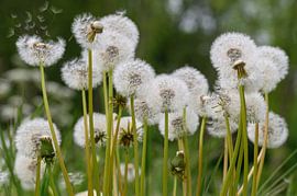 Pissenlits en fleurs sur Peter Bartelings