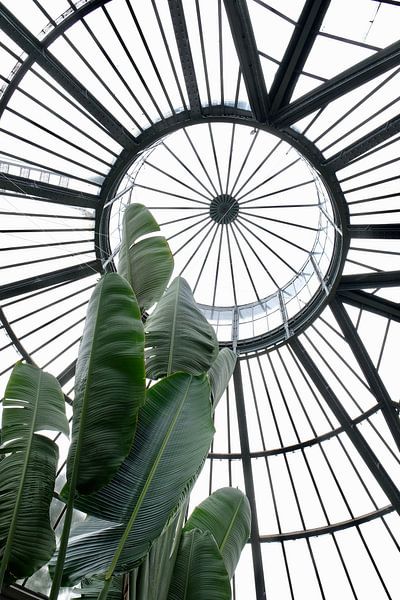 Palmbaum in Glasshaus in Amsterdam von Ingrid Meuleman