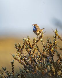 Blauwborst in de duindoorn