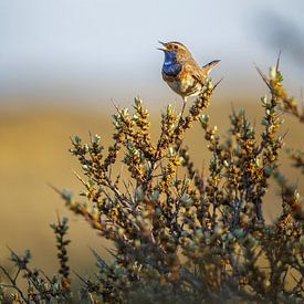 Blauwborst in de duindoorn van Tom Zwerver