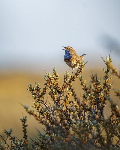 Blauwborst in de duindoorn
