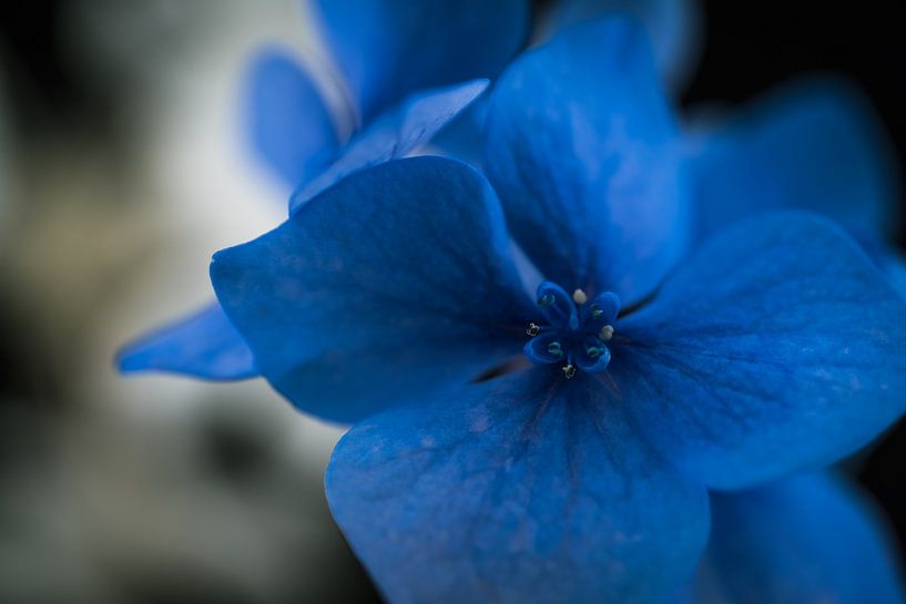 Blossom by Ralf Hickmann