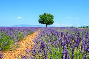 Blühender Lavendel in der Provence an einem Sommertag