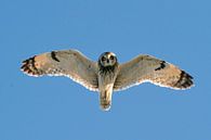 Flying Short-eared Owl (Asio flammeus) by Beschermingswerk voor aan uw muur thumbnail