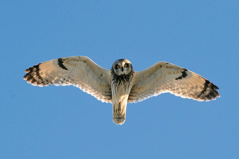 Flying Short-eared Owl (Asio flammeus) by Beschermingswerk voor aan uw muur