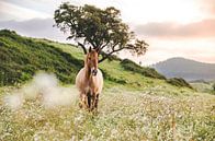 Paard bij zonsondergang van Sharon Zwart thumbnail