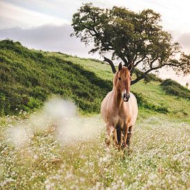 Paard bij zonsondergang van Sharon Zwart