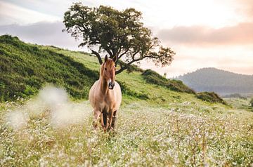 Paard bij zonsondergang