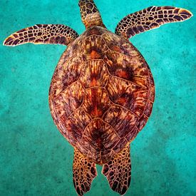 tortue marine sur Matthias Spartz