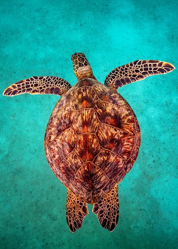 zeeschildpad