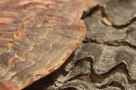 Zee Sculptuur von Wim Zoeteman