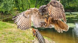 hibou grand-duc d'Europe sur Loek Lobel