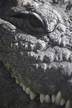 Portret krokodil