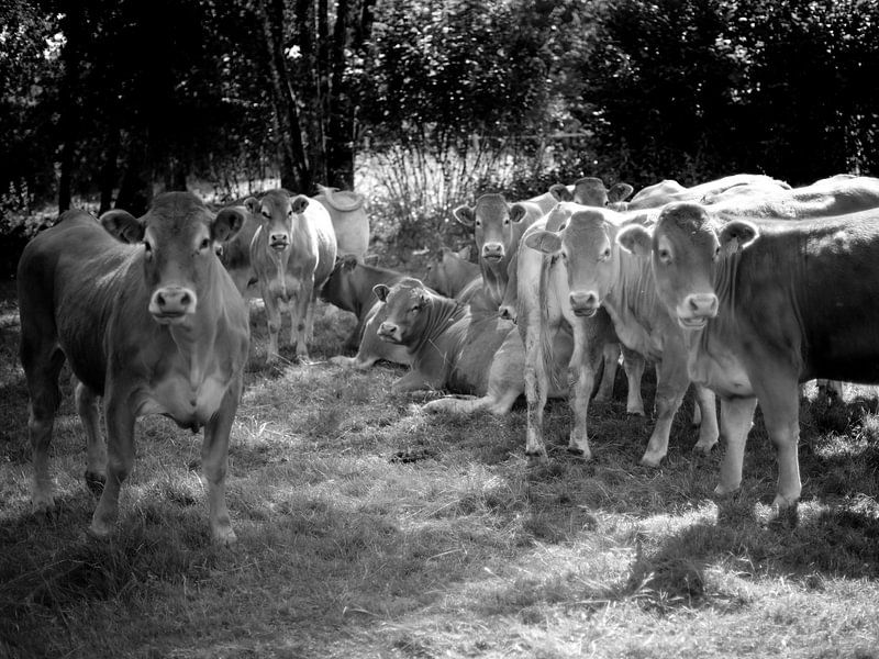 Kühe in Frankreich von Albert Hartwig
