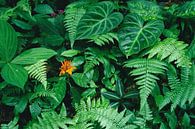 Plant layer of mid-elevation rainforest by Nature in Stock thumbnail
