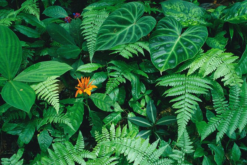 Plant layer of mid-elevation rainforest by Nature in Stock
