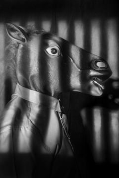 Le cheval de trait derrière les barreaux sur Tom Van den Bossche