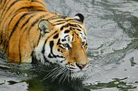 tijgerkop in donker water. Jonge mooie tijger met expressieve ogen loopt op het water (baden), Preda van Michael Semenov thumbnail