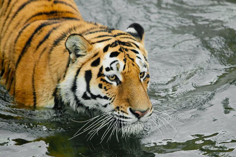 tijgerkop in donker water. Jonge mooie tijger met expressieve ogen loopt op het water (baden), Preda van Michael Semenov