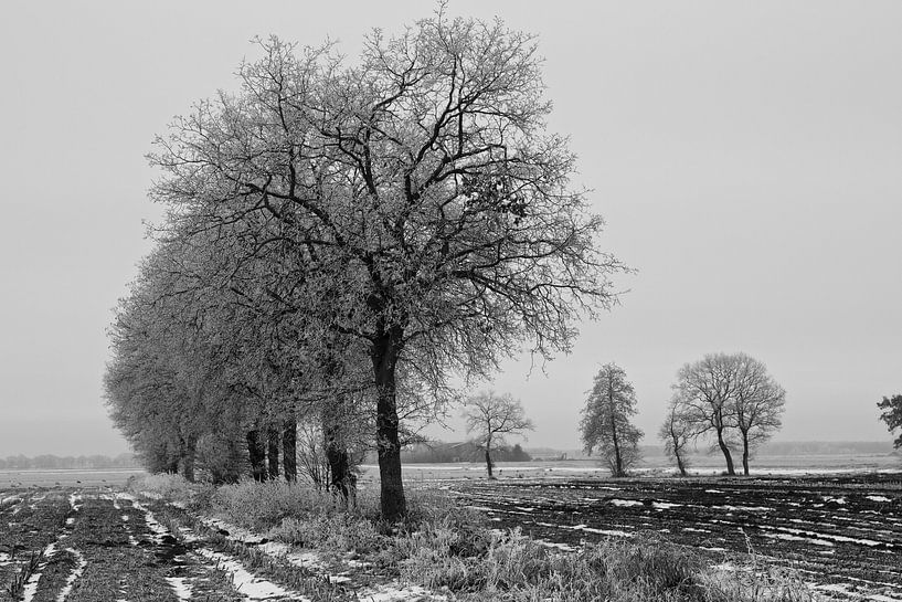 Bomen bij De Kiekenberg von Ruud Lobbes