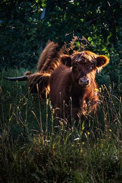 Higland Cow Calf