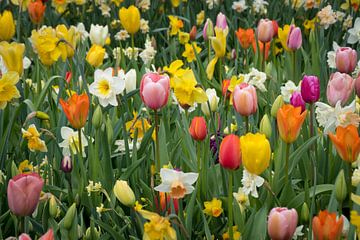 Frühling von Rob van der Wal