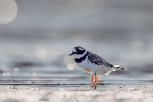 Sandregenpfeifer (Charadrius hiaticula)