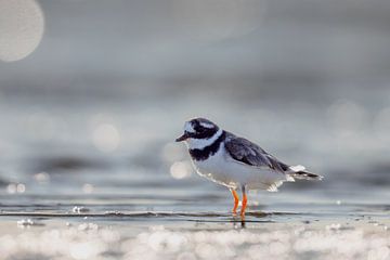 Kleine plevier (Charadrius hiaticula)
