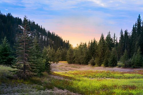 Rivier van gele bloemen