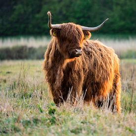 Scottish Highlander by Randy Riepe