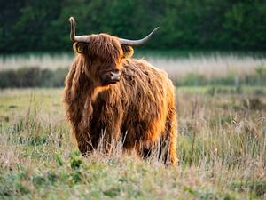Highlander écossais
