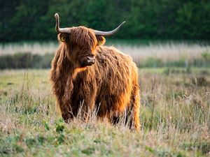 Schotse hooglander van Randy Riepe