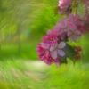 Chinese Sierappel bloesem van Wendy van Kuler Fotografie