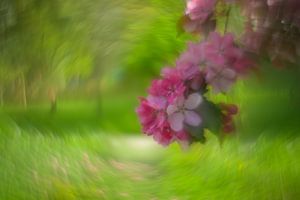 Blüten der Chinesischen Zierapfel