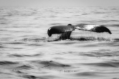 Whale tail