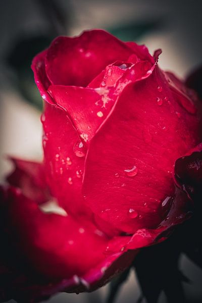 Rose by Sebastian Witt