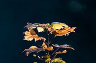 Top van Esdoorn in de herfst van whmpictures .com thumbnail