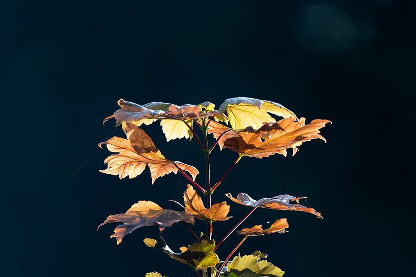 Top van Esdoorn in de herfst van whmpictures .com