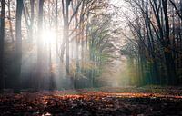 Les rayons du soleil à travers les arbres d'une forêt