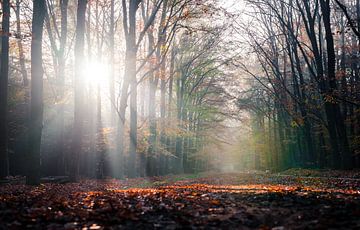 Sunbeams through the trees in a forest by Maureen Materman
