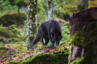 black canadian timber wolf by gea strucks thumbnail
