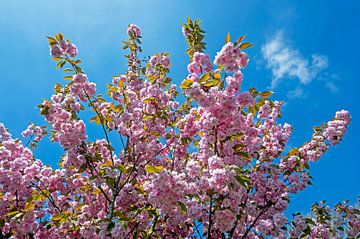 Kersen bloesem in de lente met een blauwe lucht van Eye on You