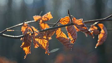 Feuille d'automne sur Rob Boon