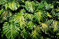 Blattblätter grüne Dschungelmonsterika von Bianca ter Riet Miniaturansicht