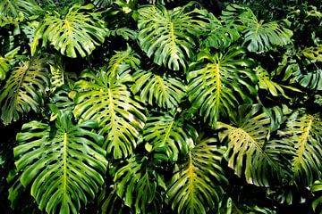 Feuille feuilles vert jungle monsterica sur Bianca ter Riet