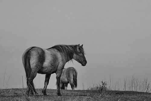 Koniks sur John Kerkhofs