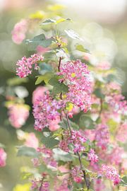 Rosa Blüten von Tessa in Focus